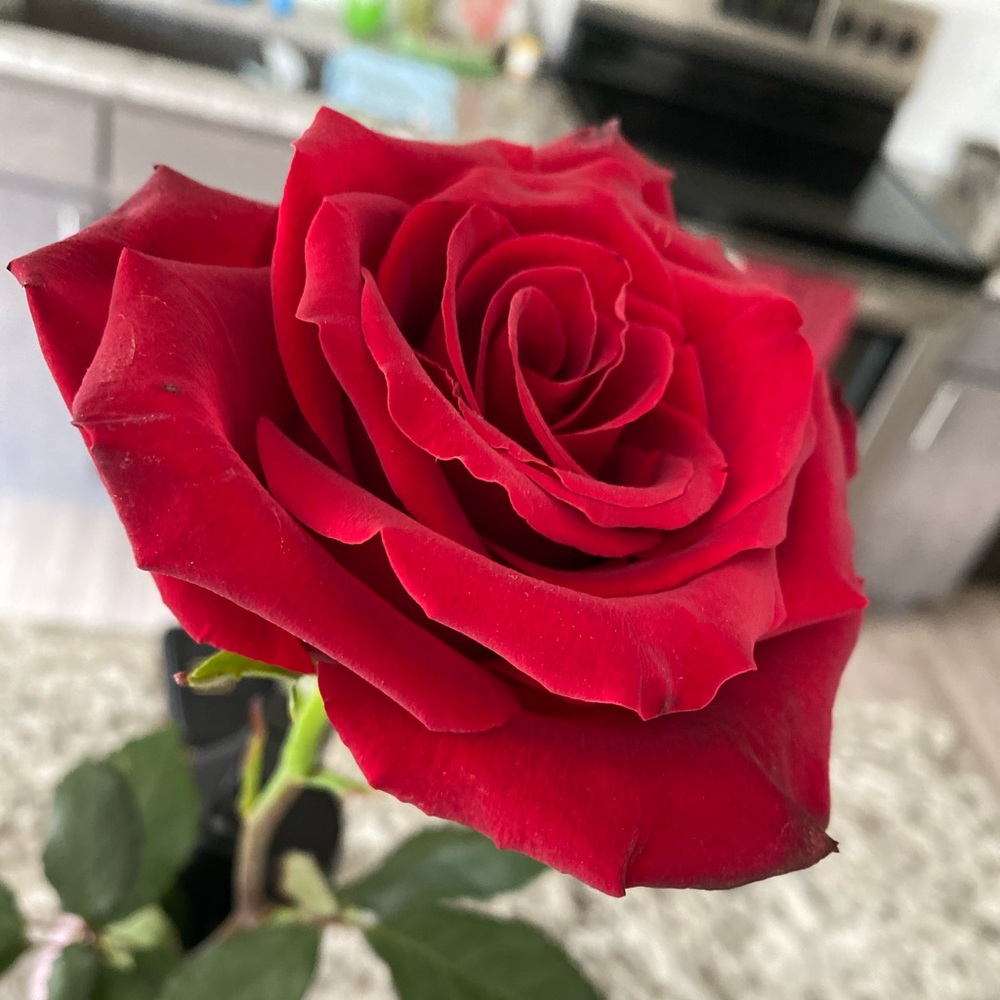 Meet your Posher, Susi